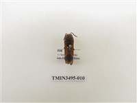 藏品(黃胸錐腹蜾蠃)的圖片